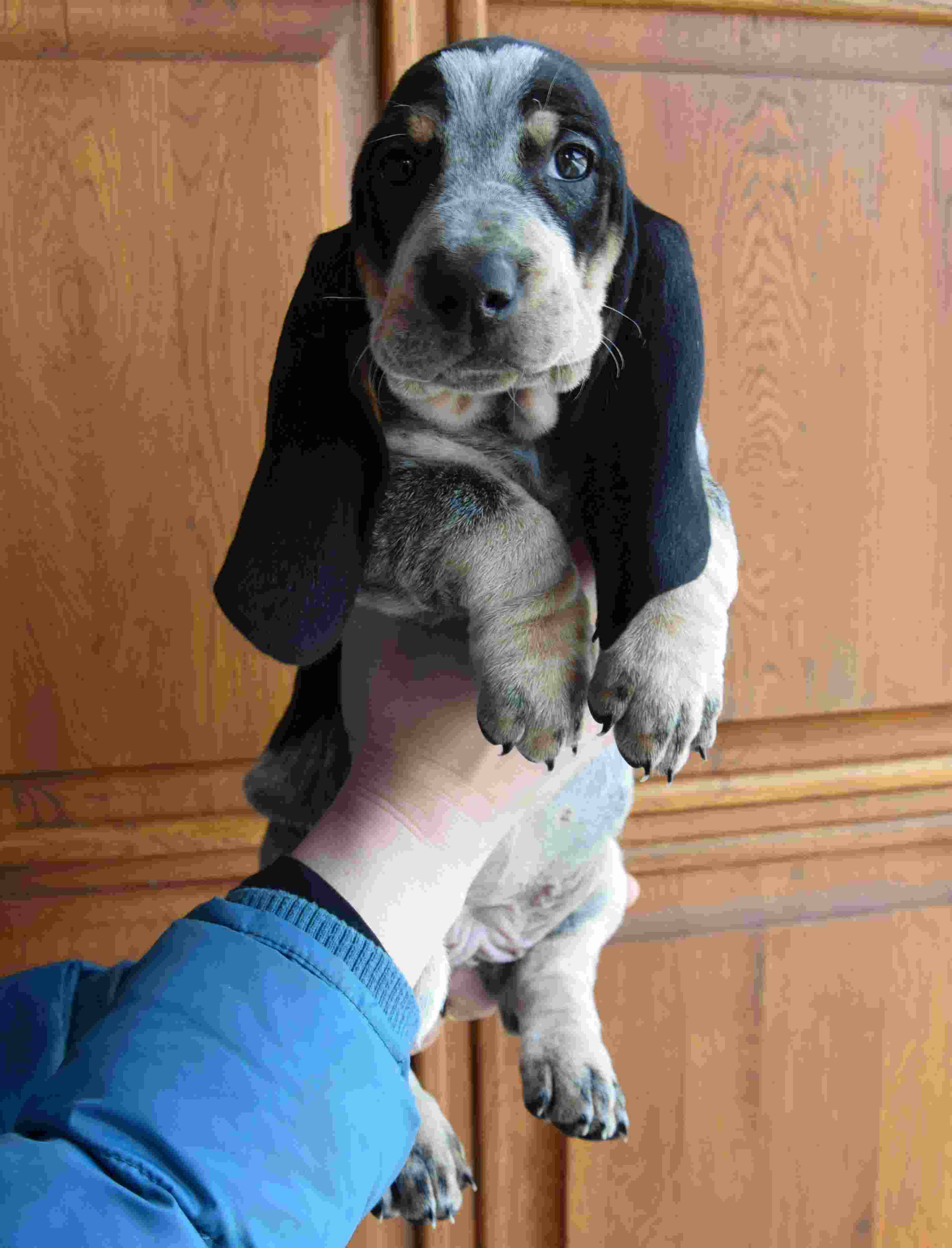 psi na predaj šteňatá modrý gaskoňský baset
