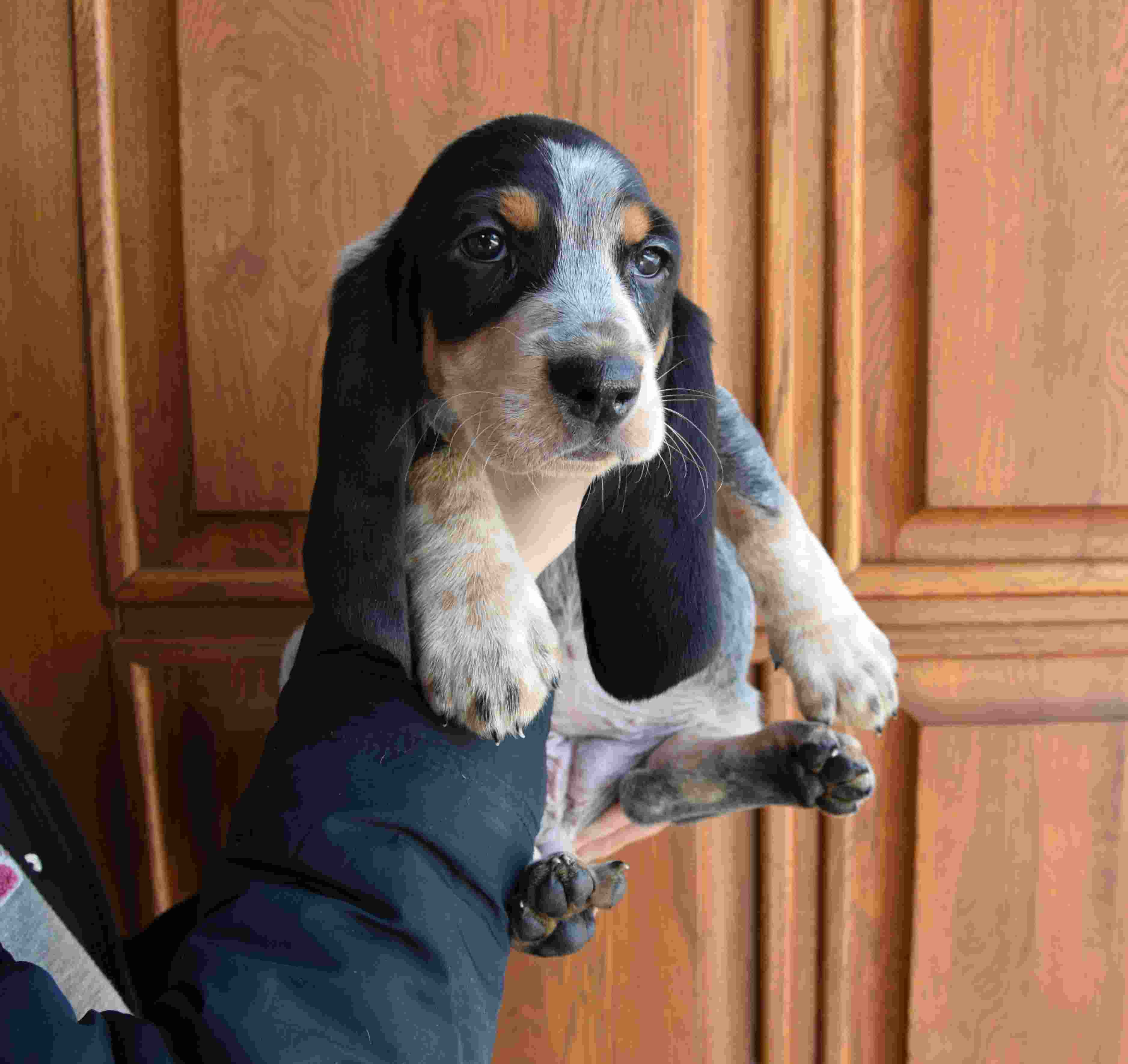 psi na predaj šteňatá modrý gaskoňský baset